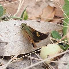 Timoconia flammeata (Bright Shield-skipper) at Tharwa, ACT - 2 Jan 2025 by RAllen