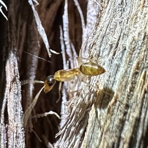 Camponotus claripes (Pale-legged sugar ant) at Ainslie, ACT by Pirom