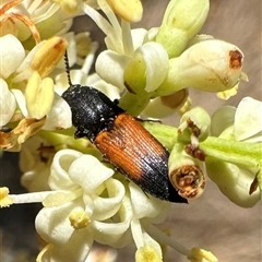 Anilicus xanthomus (A click beetle) at Pialligo, ACT - 4 Jan 2025 by Pirom