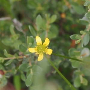 Ranunculus scapiger at Tharwa, ACT by RAllen