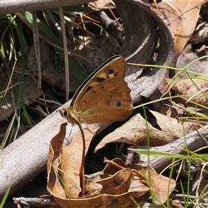 Heteronympha penelope at Tharwa, ACT - 2 Jan 2025 12:41 PM