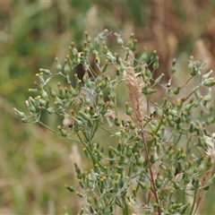 Senecio campylocarpus (Swamp Cotton Fireweed) at Tharwa, ACT - 2 Jan 2025 by RAllen