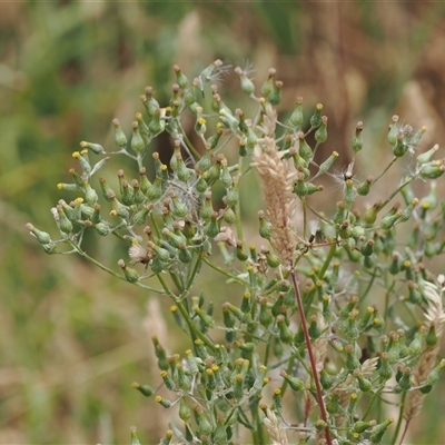 Senecio campylocarpus (Swamp Cotton Fireweed) at Tharwa, ACT - 2 Jan 2025 by RAllen