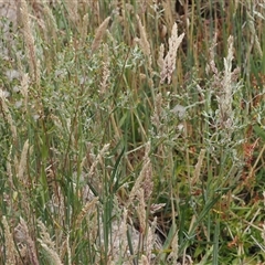 Senecio campylocarpus at Tharwa, ACT - 2 Jan 2025 01:36 PM