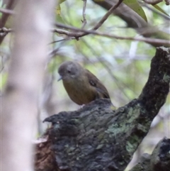 Sericornis humilis (Tasmanian Scrubwren) at Wellington Park, TAS - 4 Jan 2025 by VanessaC