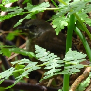 Sericornis humilis at Wellington Park, TAS - 4 Jan 2025 03:28 PM