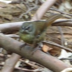 Sericornis humilis at Wellington Park, TAS - 4 Jan 2025 03:28 PM