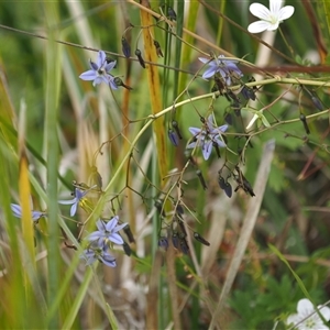 Dianella revoluta var. revoluta at Tharwa, ACT - 2 Jan 2025 01:51 PM