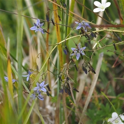 Dianella revoluta var. revoluta (Black-Anther Flax Lily) at Tharwa, ACT - 2 Jan 2025 by RAllen