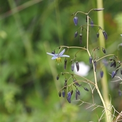 Dianella revoluta var. revoluta at Tharwa, ACT - 2 Jan 2025 01:51 PM