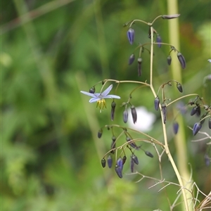 Dianella revoluta var. revoluta at Tharwa, ACT - 2 Jan 2025 01:51 PM