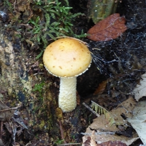 Unidentified Fungus at Wellington Park, TAS by VanessaC