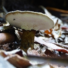 Unidentified Fungus at Wellington Park, TAS - 4 Jan 2025 by VanessaC