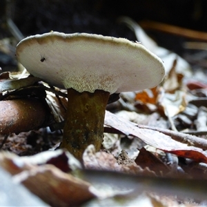 Sanguinoderma rude (Red-staining Stalked Polypore) at Wellington Park, TAS by VanessaC