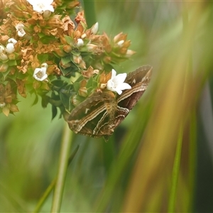 Chrysolarentia conifasciata (Broad-banded Carpet) at Tharwa, ACT by RAllen