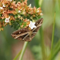 Chrysolarentia conifasciata at Tharwa, ACT - 2 Jan 2025