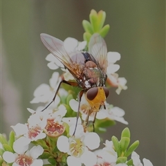 Tachinidae (family) (Unidentified Bristle fly) at Tharwa, ACT - 2 Jan 2025 by RAllen