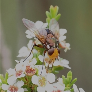 Tachinidae (family) at Tharwa, ACT - 2 Jan 2025