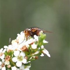 Tachinidae (family) at Tharwa, ACT - 2 Jan 2025