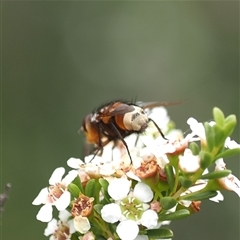 Tachinidae (family) at Tharwa, ACT - 2 Jan 2025 01:57 PM