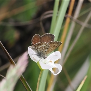 Neolucia hobartensis at Tharwa, ACT - 2 Jan 2025