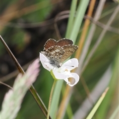 Neolucia hobartensis at Tharwa, ACT - 2 Jan 2025