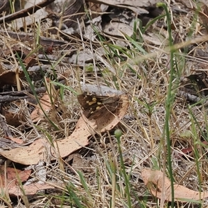 Trapezites phigalioides (Montane Ochre) at Tharwa, ACT by RAllen