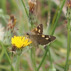 Hesperilla donnysa (Varied Sedge-skipper) at Tharwa, ACT - 2 Jan 2025 by RAllen