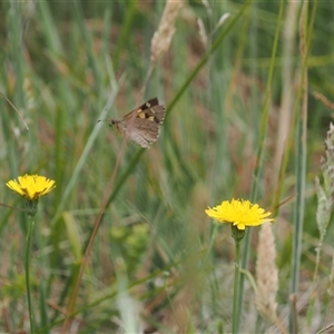 Hesperilla donnysa at Tharwa, ACT - 2 Jan 2025