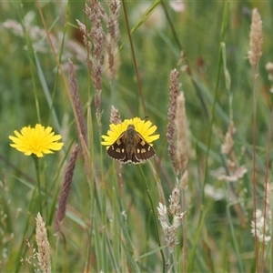 Hesperilla donnysa at Tharwa, ACT - 2 Jan 2025