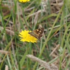 Hesperilla donnysa at Tharwa, ACT - 2 Jan 2025