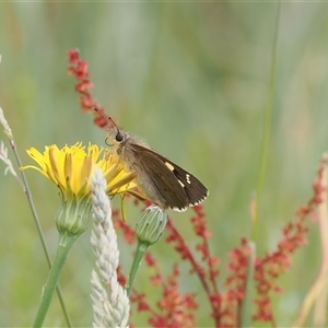 Hesperilla donnysa at Tharwa, ACT - suppressed