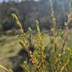 Pseudomantis albofimbriata (False garden mantis) at Bungendore, NSW - 3 Jan 2025 by clarehoneydove