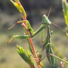 Pseudomantis albofimbriata at Bungendore, NSW - 3 Jan 2025