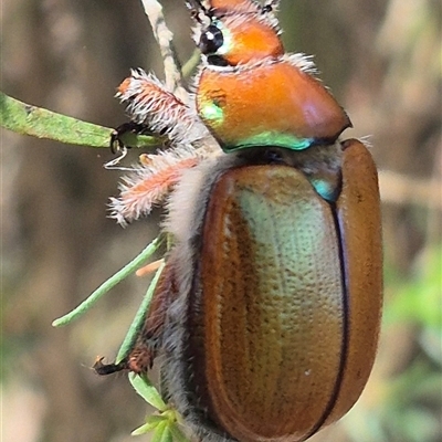 Anoplognathus hirsutus (Hirsute Christmas beetle) at Bungendore, NSW - 3 Jan 2025 by clarehoneydove