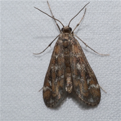 Hygraula nitens (Pond Moth) at Freshwater Creek, VIC - 24 Apr 2020 by WendyEM