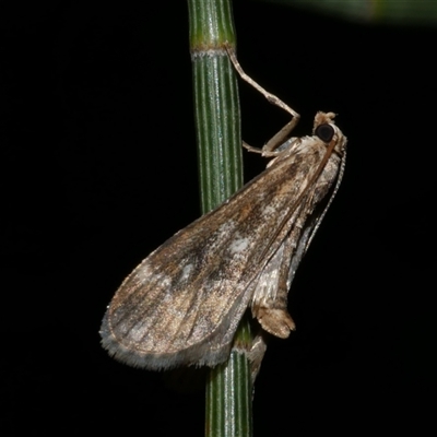 Hygraula nitens (Pond Moth) at Freshwater Creek, VIC - 24 Apr 2020 by WendyEM