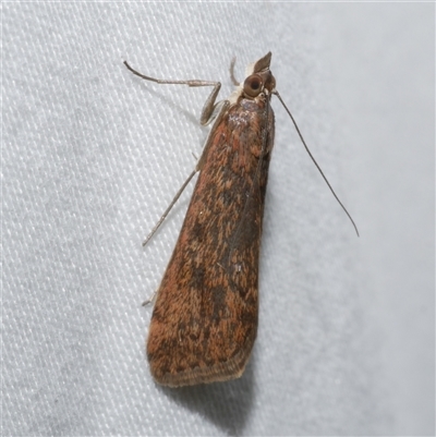 Achyra affinitalis (Cotton Web Spinner) at Freshwater Creek, VIC - 24 Apr 2020 by WendyEM