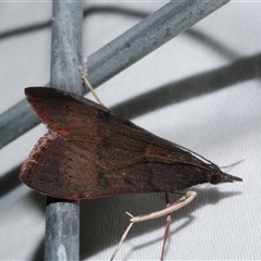 Uresiphita ornithopteralis (Tree Lucerne Moth) at Freshwater Creek, VIC - 24 Apr 2020 by WendyEM