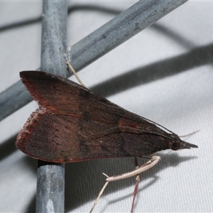 Uresiphita ornithopteralis at Freshwater Creek, VIC - 24 Apr 2020 09:12 PM