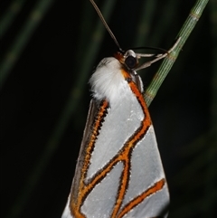 Thalaina clara (Clara's Satin Moth) at Freshwater Creek, VIC - 24 Apr 2020 by WendyEM