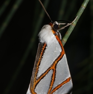 Thalaina clara at Freshwater Creek, VIC - 24 Apr 2020 09:07 PM