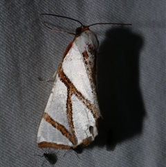 Thalaina clara (Clara's Satin Moth) at Freshwater Creek, VIC - 24 Apr 2020 by WendyEM