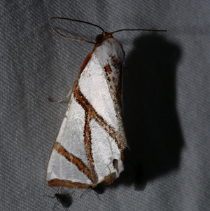 Thalaina clara at Freshwater Creek, VIC - 24 Apr 2020 10:23 PM