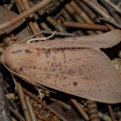 Plesanemma fucata (Lemon Gum Moth) at Freshwater Creek, VIC - 24 Apr 2020 by WendyEM