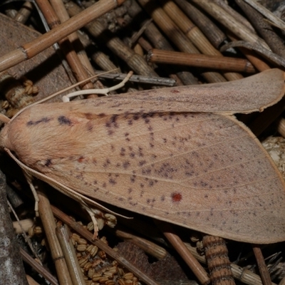 Plesanemma fucata (Lemon Gum Moth) at Freshwater Creek, VIC - 24 Apr 2020 by WendyEM