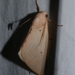 Plesanemma fucata (Lemon Gum Moth) at Freshwater Creek, VIC - 25 Apr 2020 by WendyEM