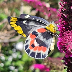 Delias harpalyce (Imperial Jezebel) at Braidwood, NSW - 3 Jan 2025 by MatthewFrawley