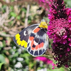 Delias harpalyce at Braidwood, NSW - 4 Jan 2025 09:20 AM