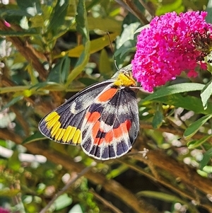 Delias harpalyce at Braidwood, NSW - 4 Jan 2025